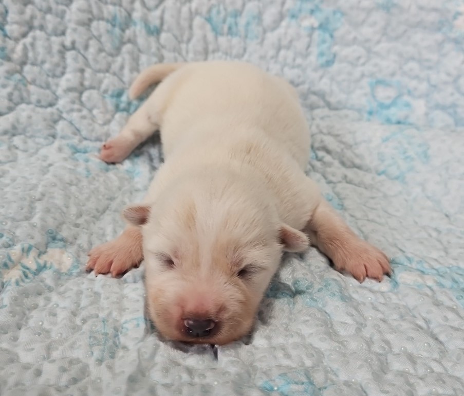 군산유기동물보호센터_445467202500540
