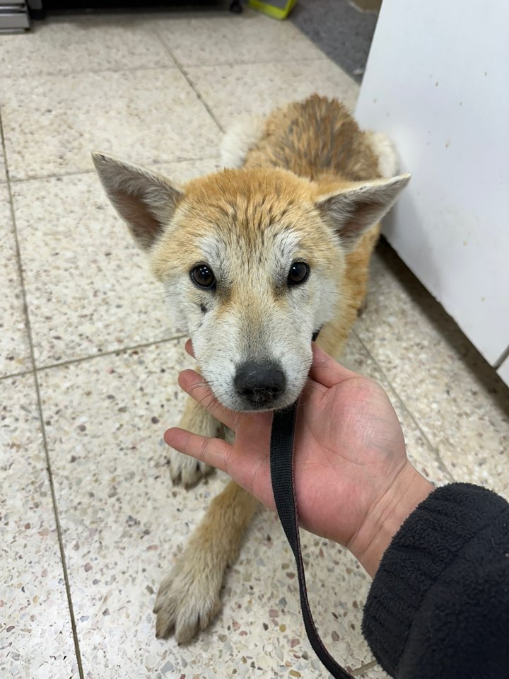 반려동물보호센터_443571202501385