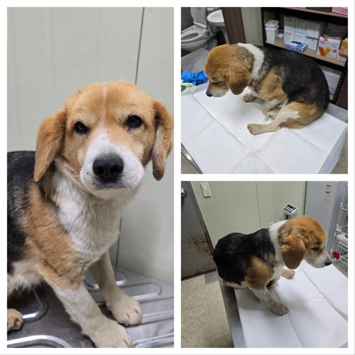 당진시동물보호소_444568202500181