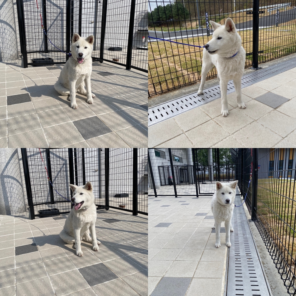 구미시 동물보호센터_447508202500637