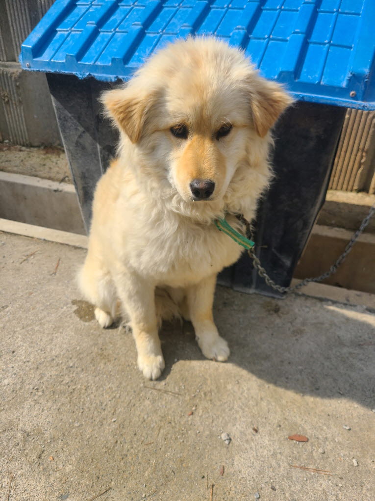 속초시유기동물보호소_442423202500123