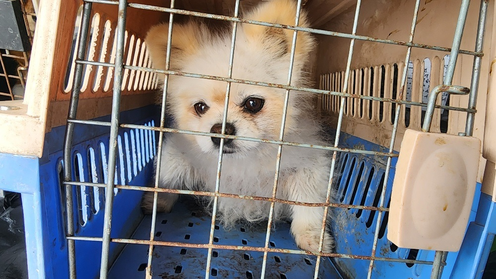대전동물보호센터_430364202500077