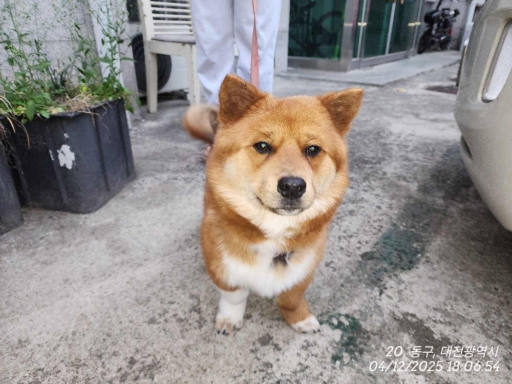 대전동물보호센터_430364202500076