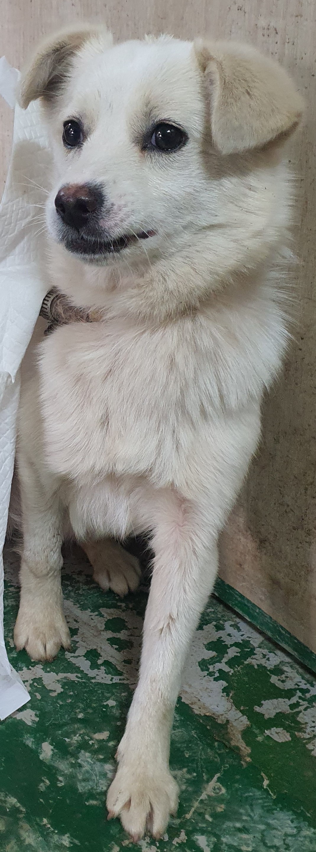 인천수의사회유기동물_428358202500101