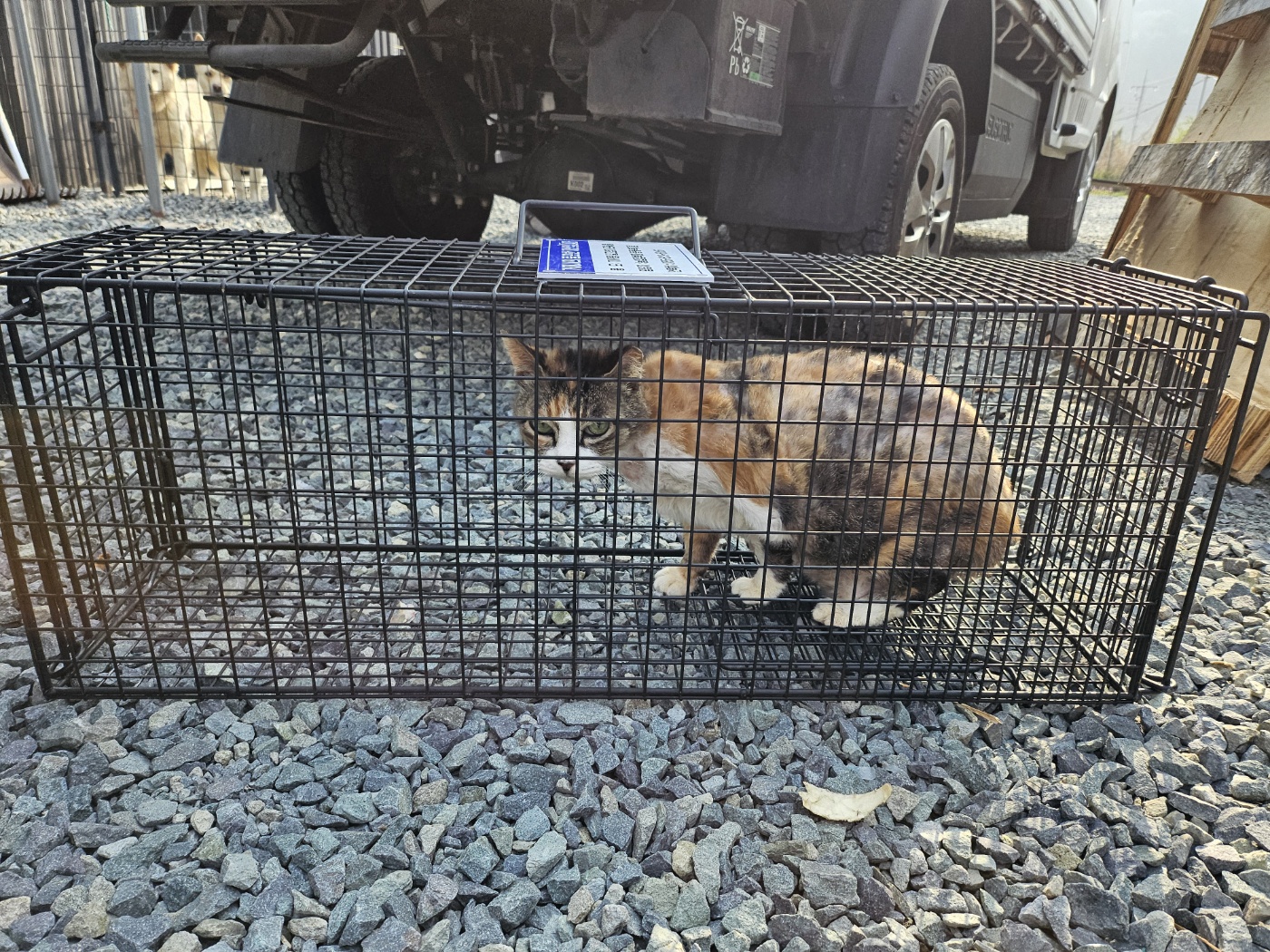 거제시유기동물보호소_448537202500258