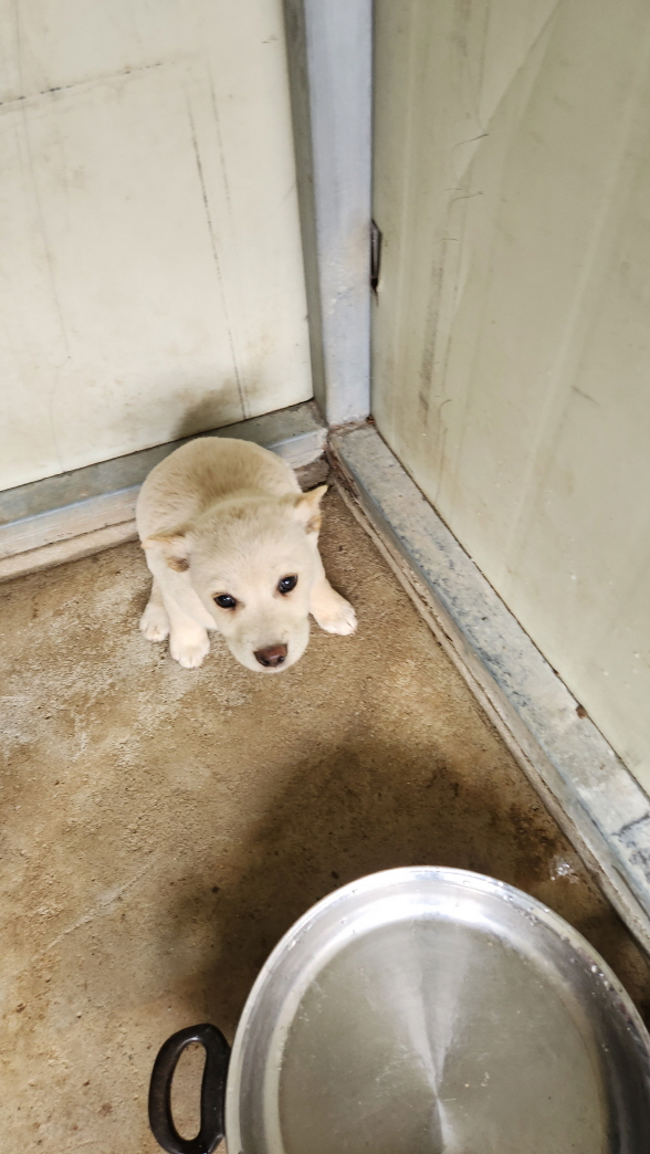 익산유기동물보호소_445468202500883