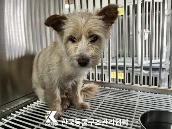 한국동물구조관리협회_411310202500249