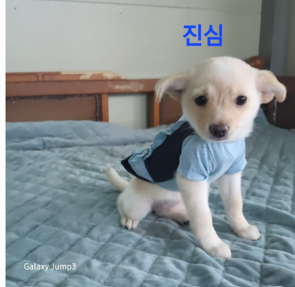 [개] 엄마는 치와와 경북-성주-2025-00092 유기동물 배경 이미지 입니다.