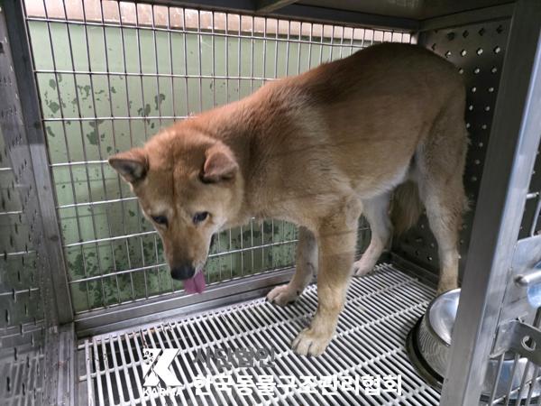 한국동물구조관리협회_411304202500195