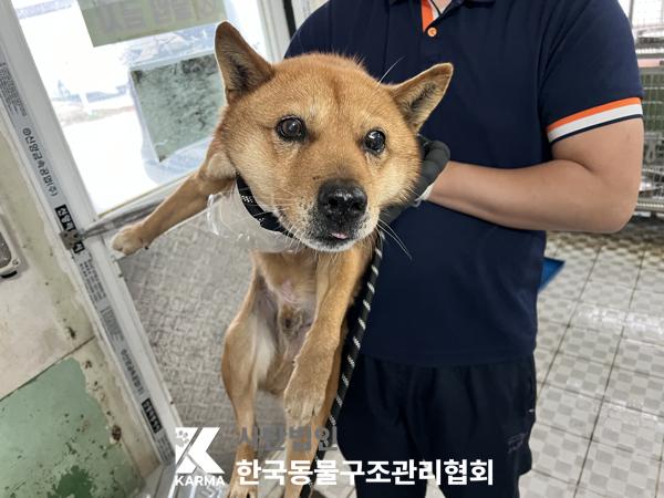 한국동물구조관리협회_411315202500247