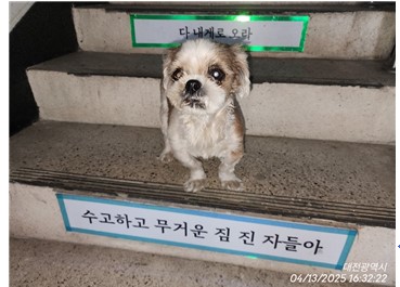 대전동물보호센터_430366202500189