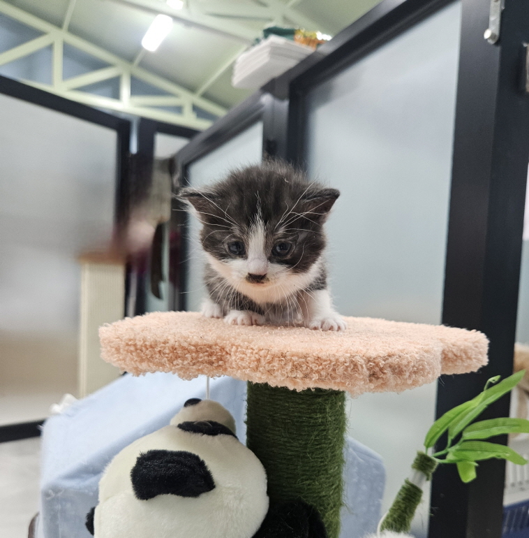 익산유기동물보호소_445468202500886