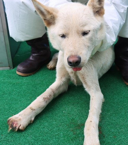 제주 동물보호센터_450650202500826