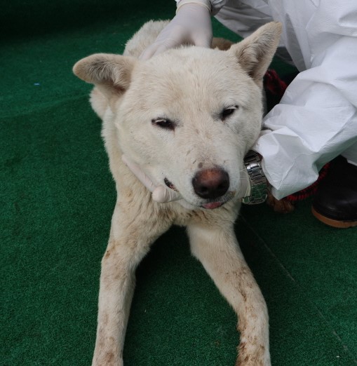 제주 동물보호센터_450650202500829