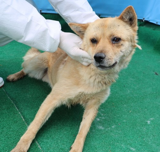 제주 동물보호센터_450650202500830