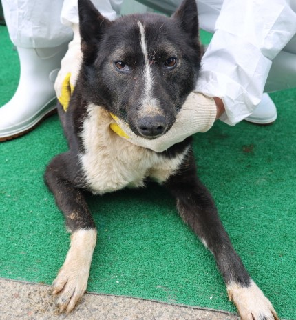 제주 동물보호센터_450650202500831