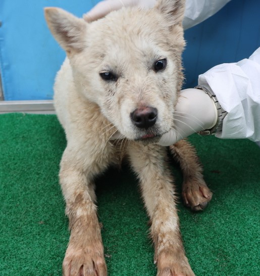 제주 동물보호센터_450650202500834