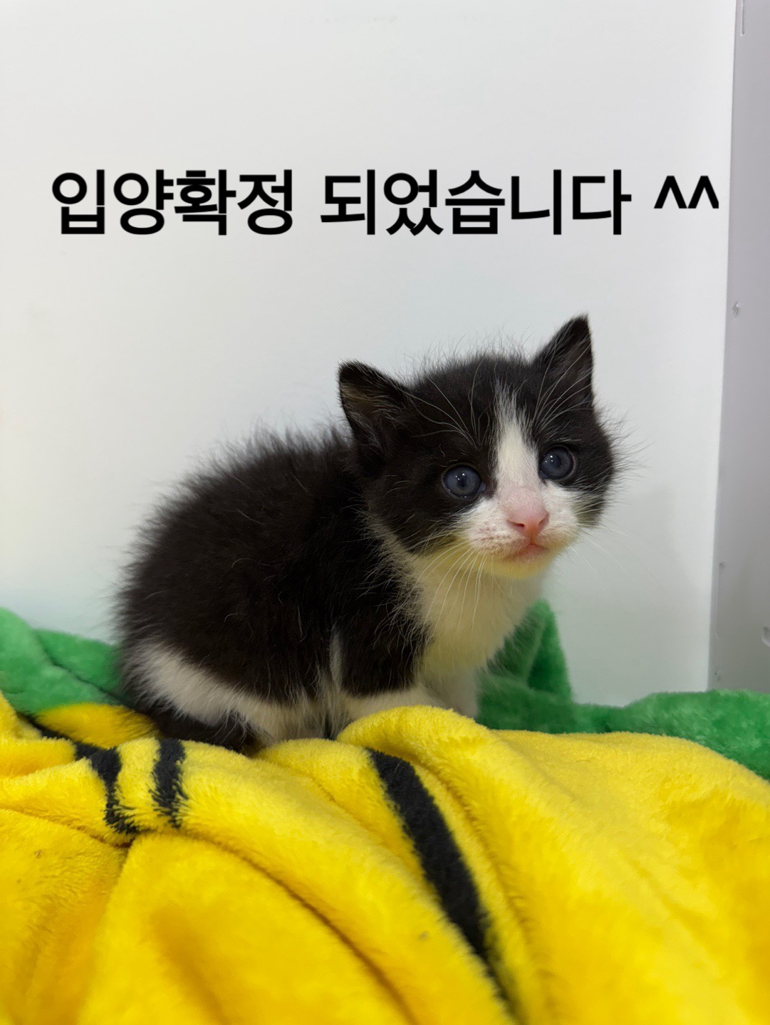 멘토동물병원_427346202500293