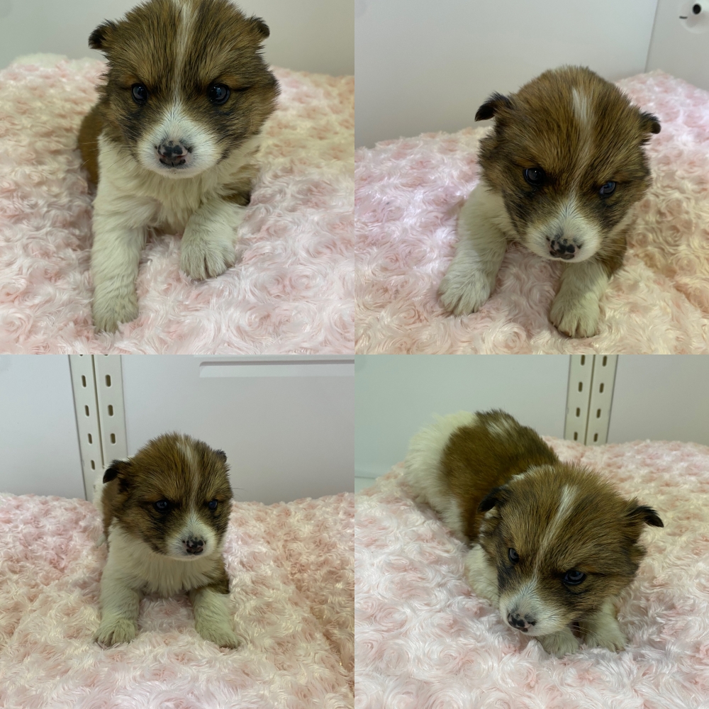 구미시 동물보호센터_447508202500643
