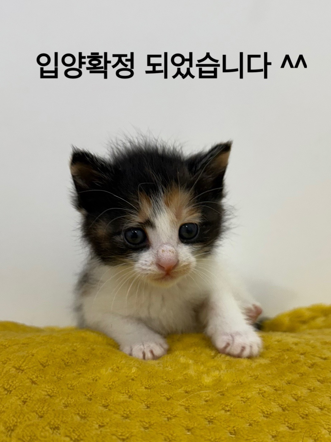 멘토동물병원_427346202500284