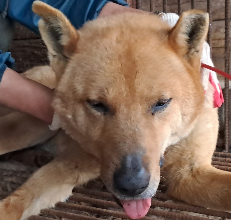 공주시 동물보호센터_444450202500107