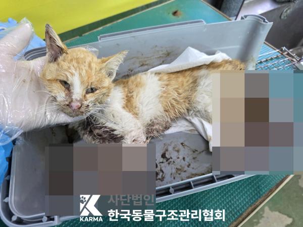 한국동물구조관리협회_411317202500135