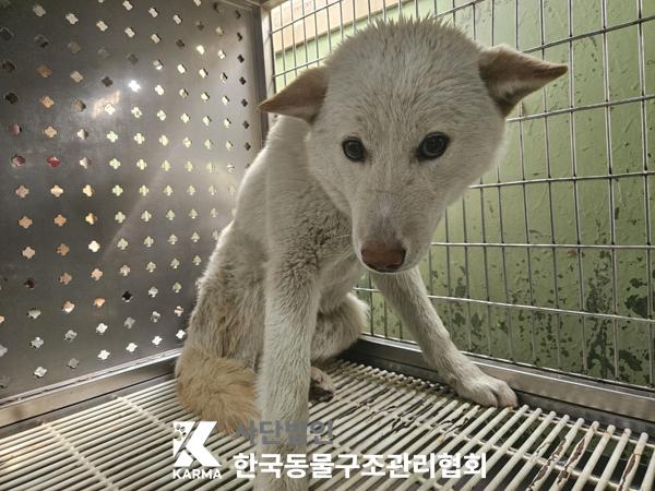 종료(안락사) 믹스…