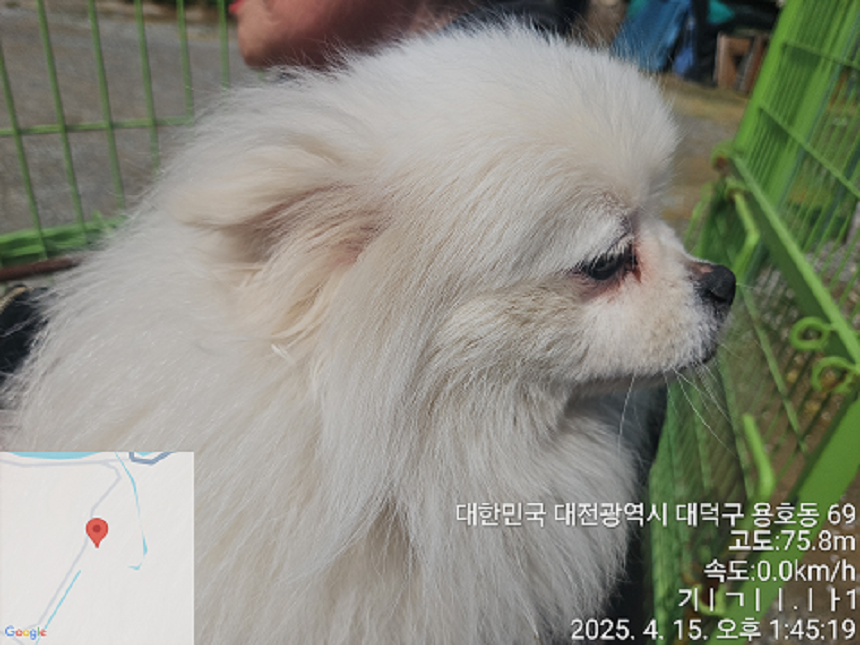 대전동물보호센터_430368202500121