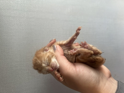 (사)동부동물보호협회_426331202500107