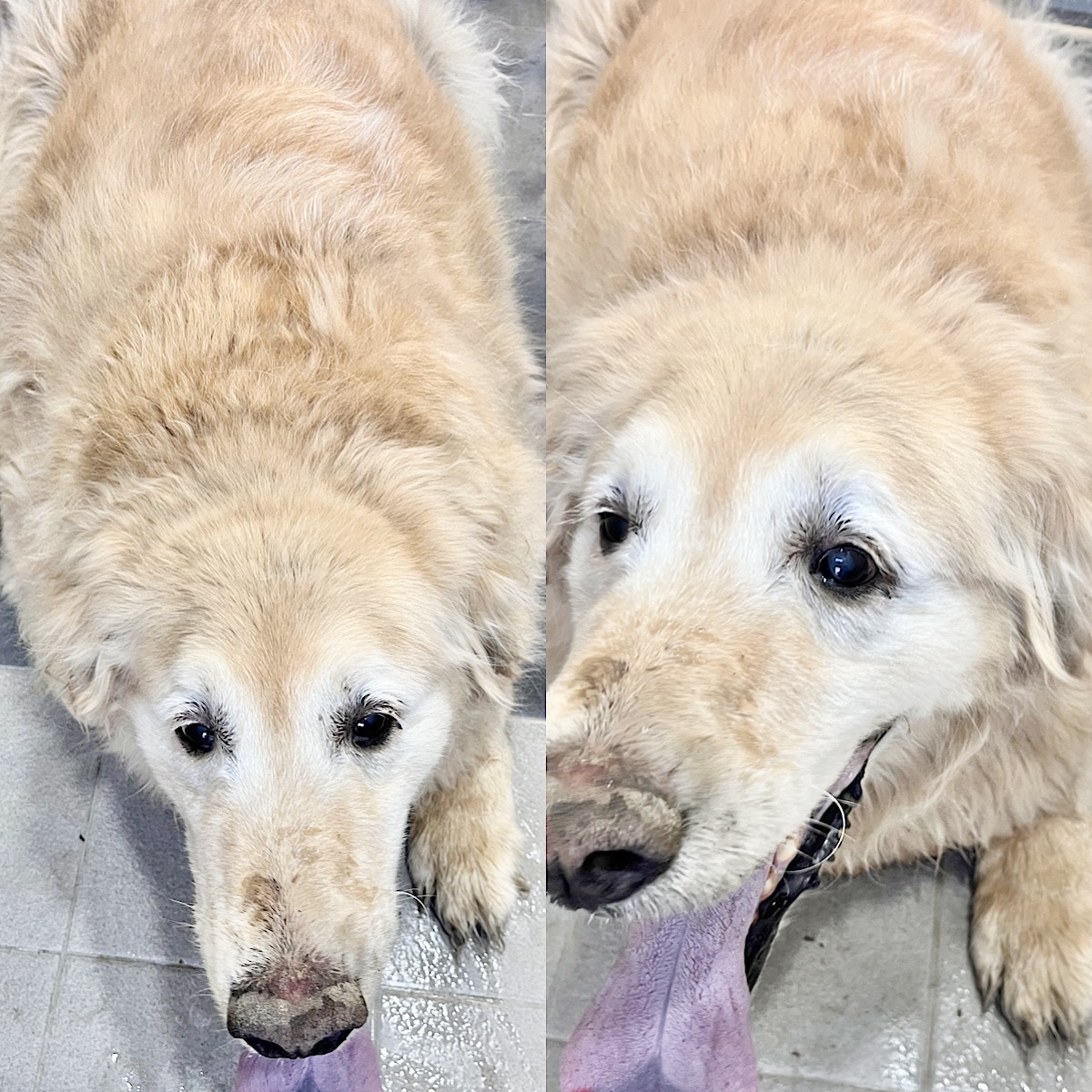 경주동물사랑보호센터_447505202500338