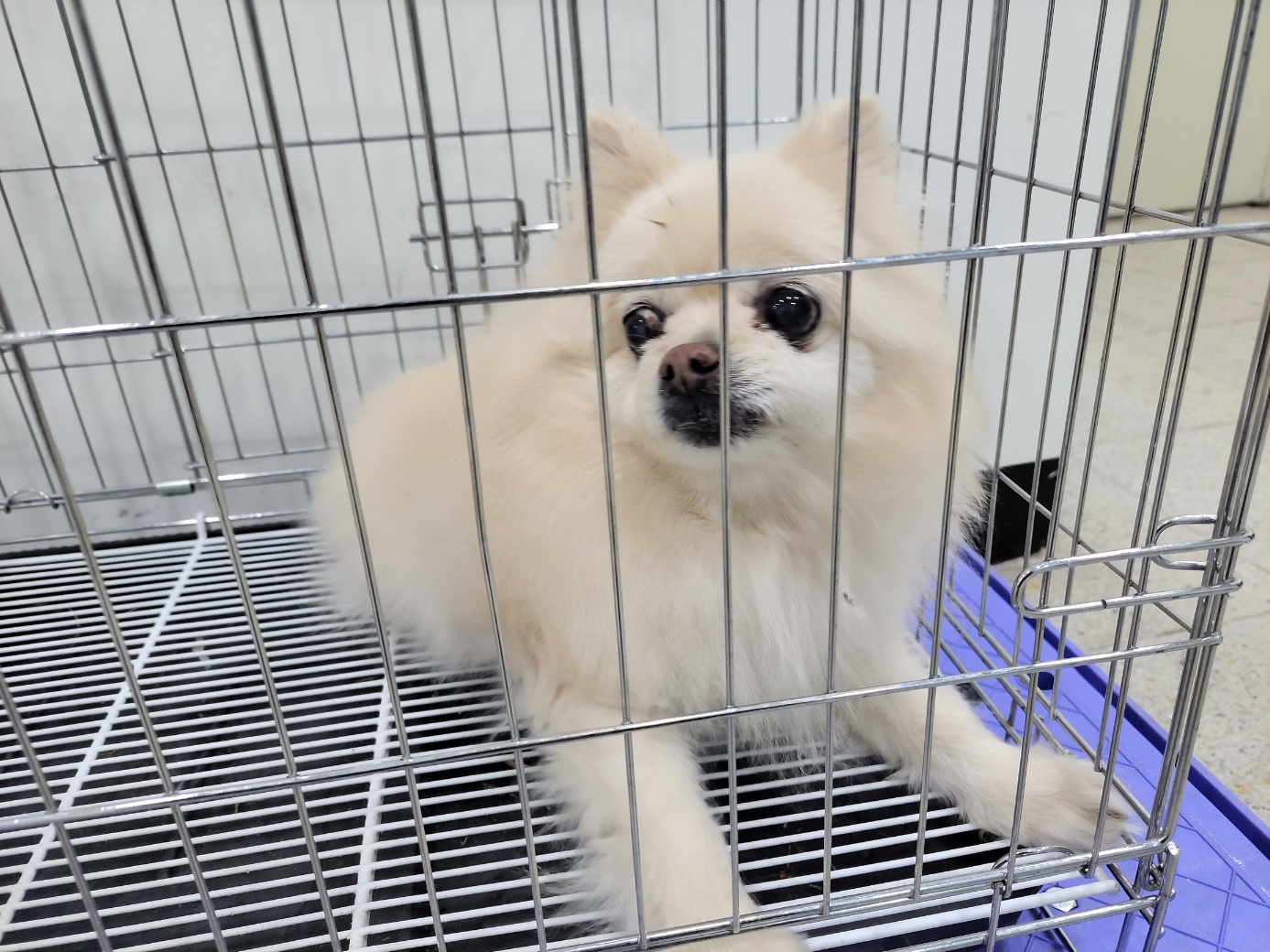고양시동물보호센터_441394202500679