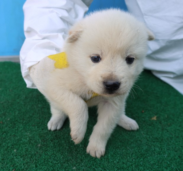 제주 동물보호센터_450650202500840