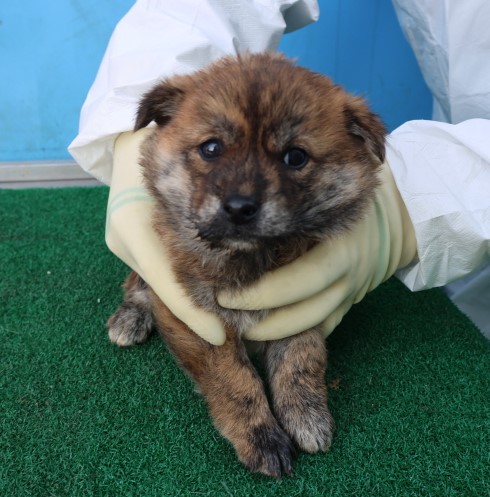 제주 동물보호센터_450650202500844