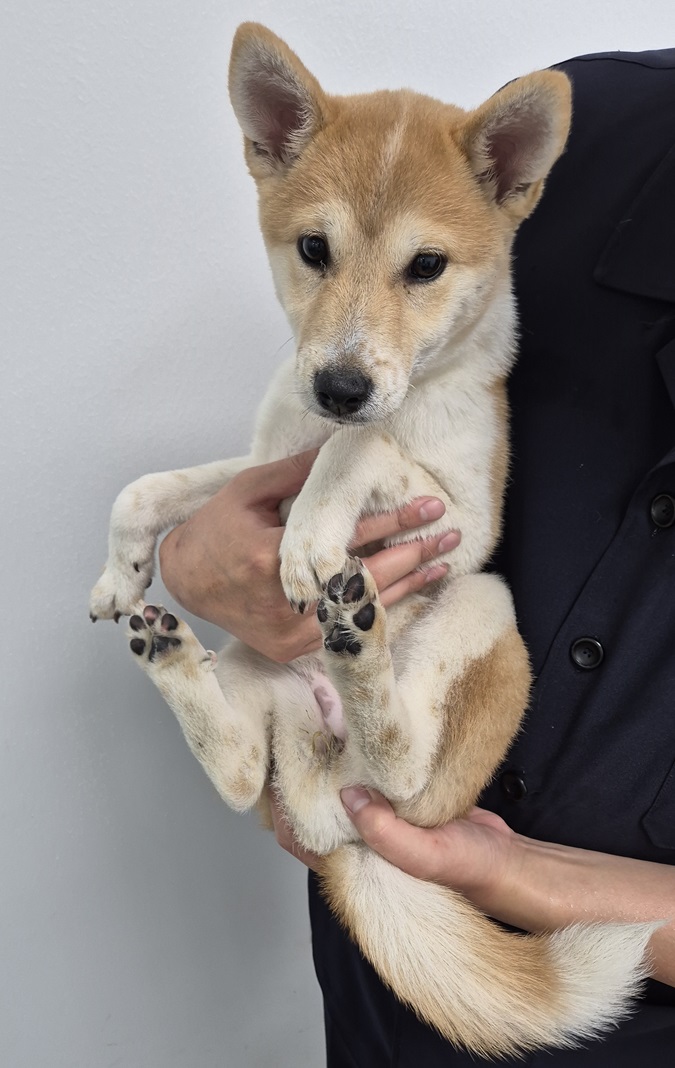 김천시 동물보호센터_447506202500116
