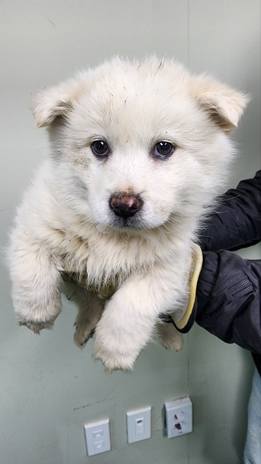 공주시 동물보호센터_444450202500114