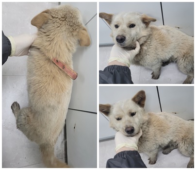 논산시 동물보호센터_444454202500524