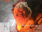 대전동물보호센터_430365202500095