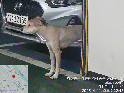 대전동물보호센터_430365202500093