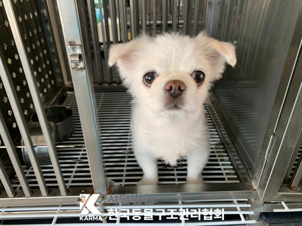 한국동물구조관리협회_441409202500535