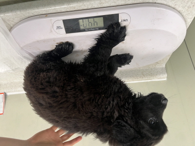 (사)동부동물보호협회_426331202500103