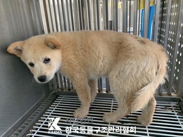 한국동물구조관리협회_441409202500536