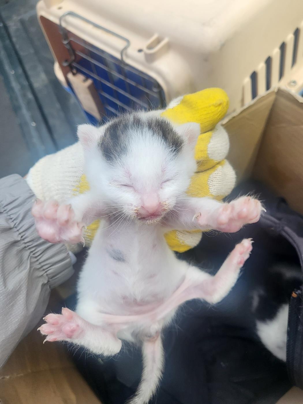 (사)하얀비둘기_426334202500045