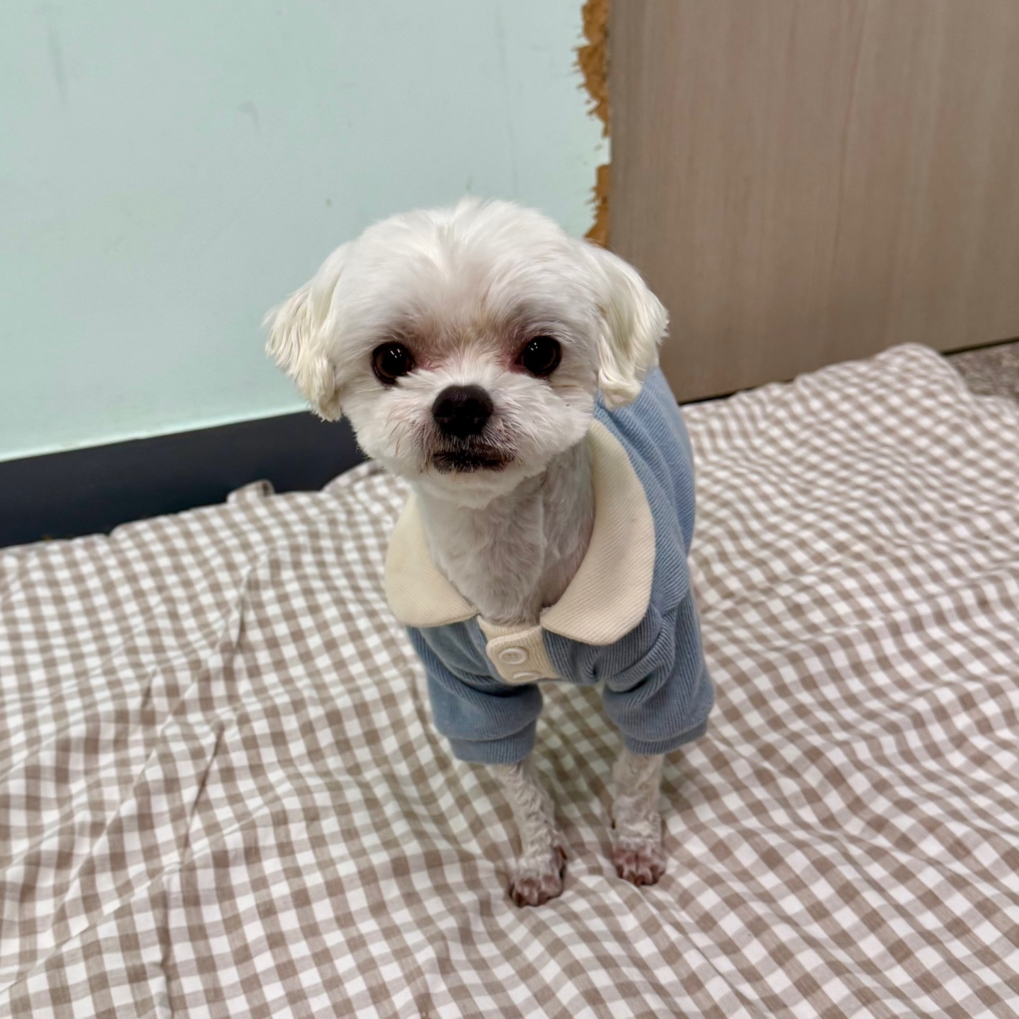 보호중 말티즈의 가…