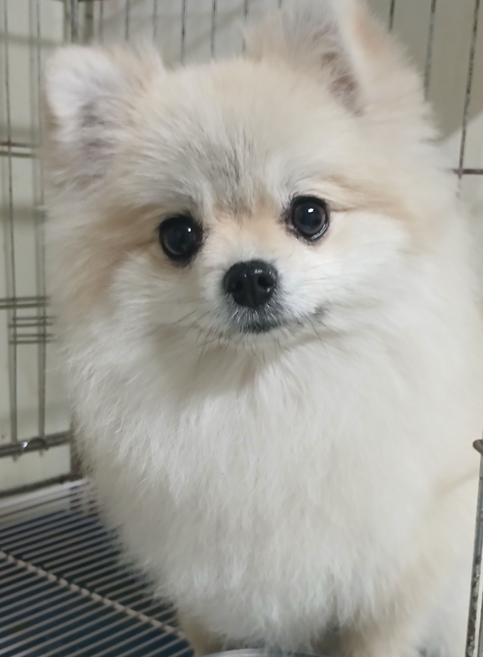 대구유기동물보호센터_427342202500329