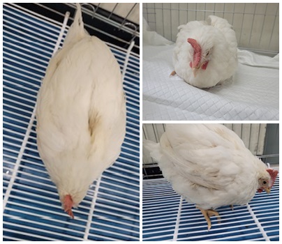 논산시 동물보호센터_444454202500529