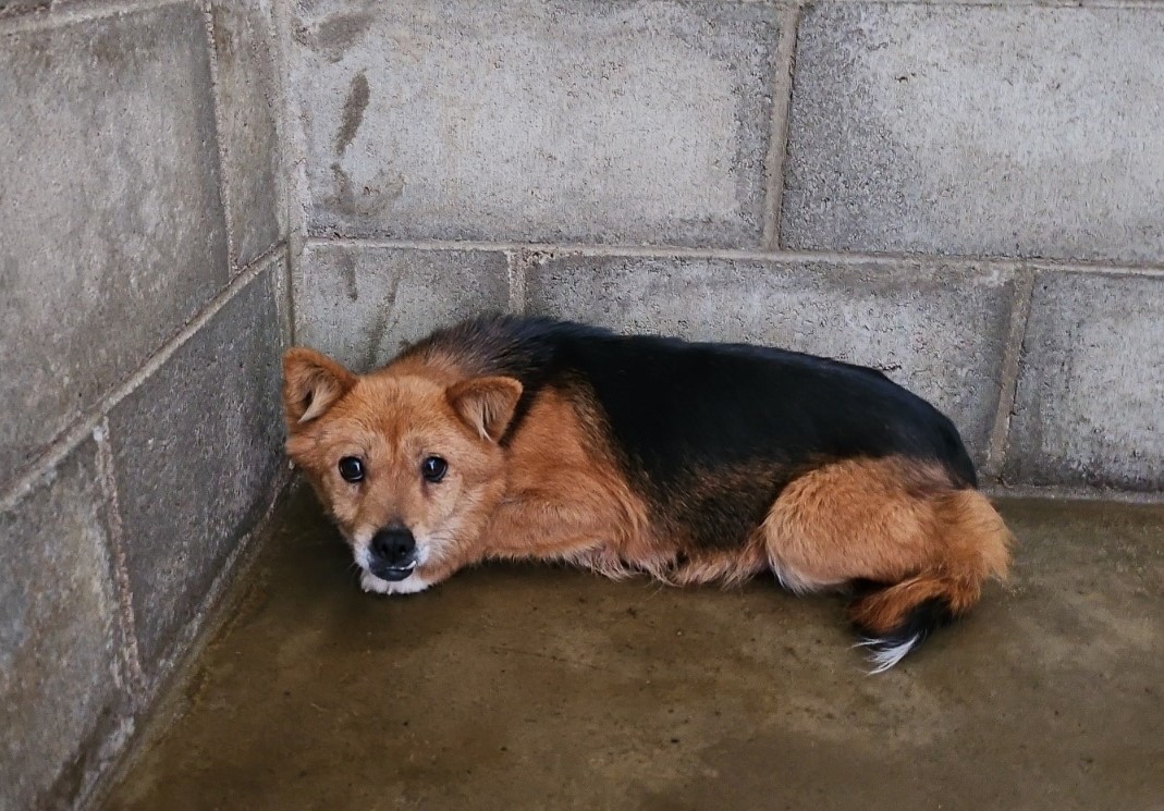 군산유기동물보호센터_445467202500572