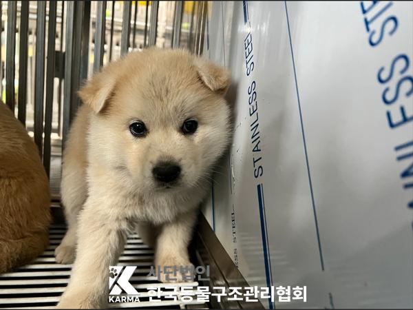 한국동물구조관리협회_441409202500542