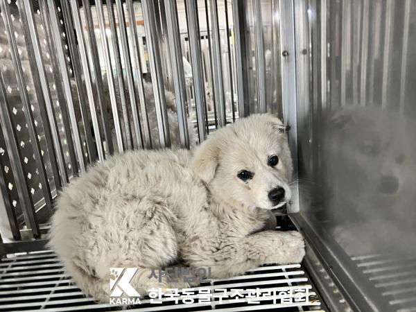 한국동물구조관리협회_441409202500537
