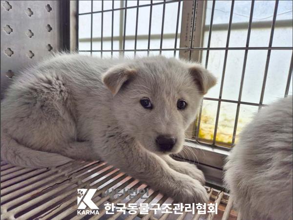 한국동물구조관리협회_441409202500550