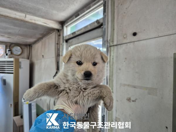 한국동물구조관리협회_441409202500548